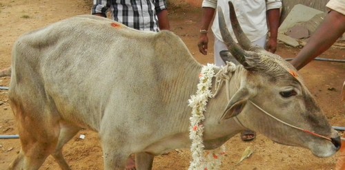 Bahula Cow