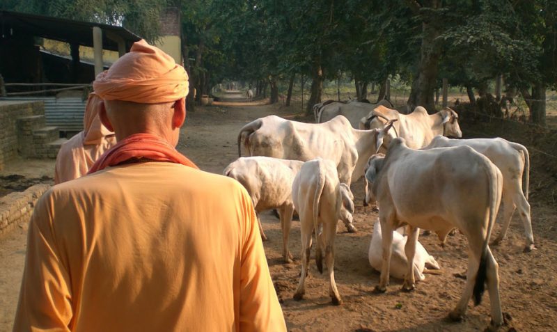 Cow prayer