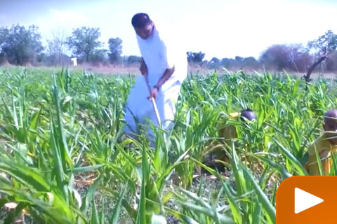 Gujarat Farm